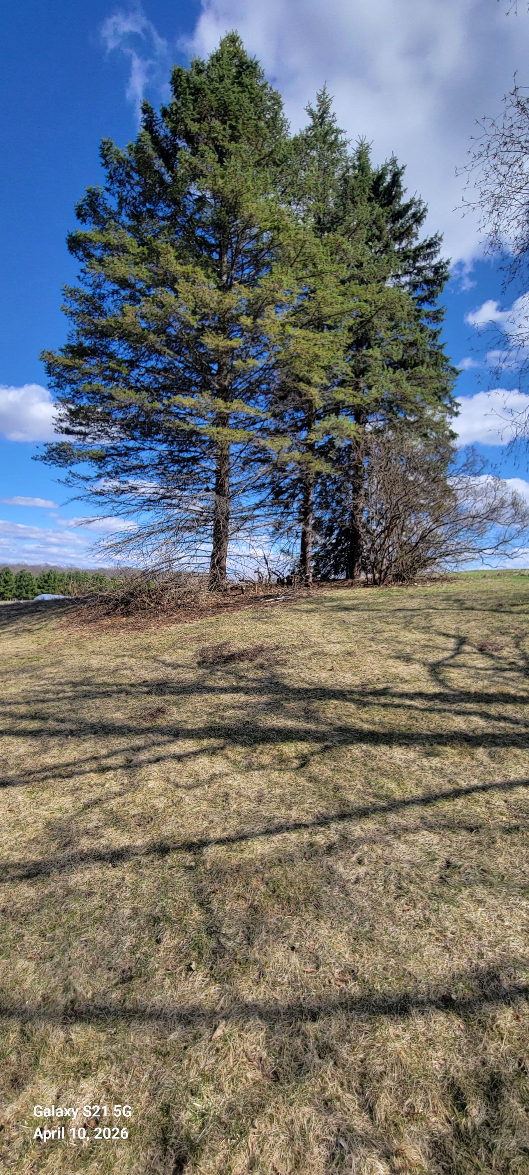 Stone Retaining Wall Built Around a Standout Tree