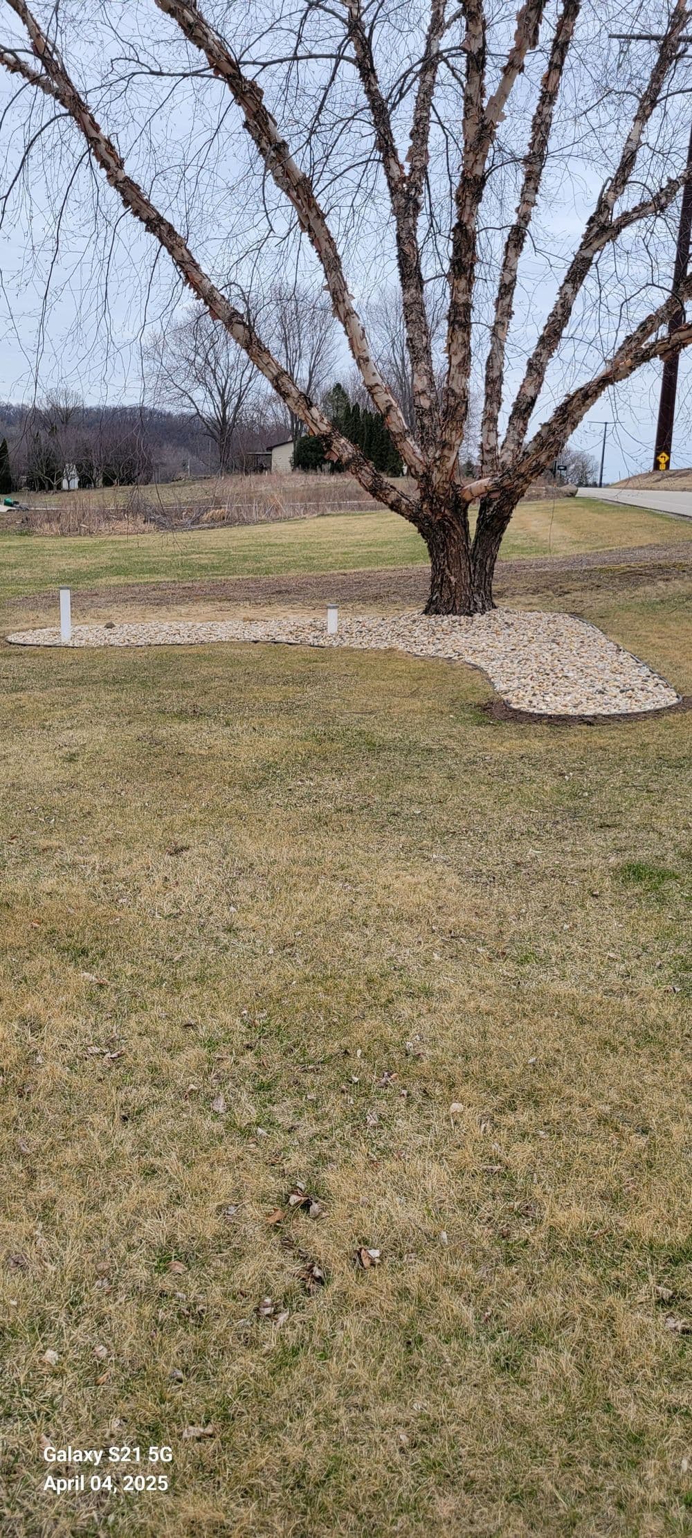 Large tree with bare branches in a grassy area featuring a stone border and rural landscape.